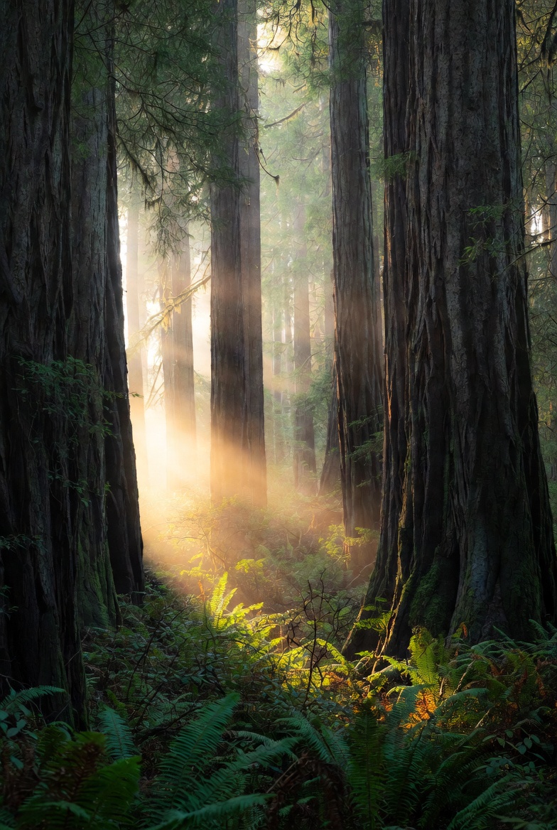 Misty Forest at Dawn